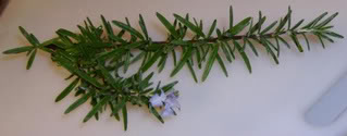 sprig of rosemary