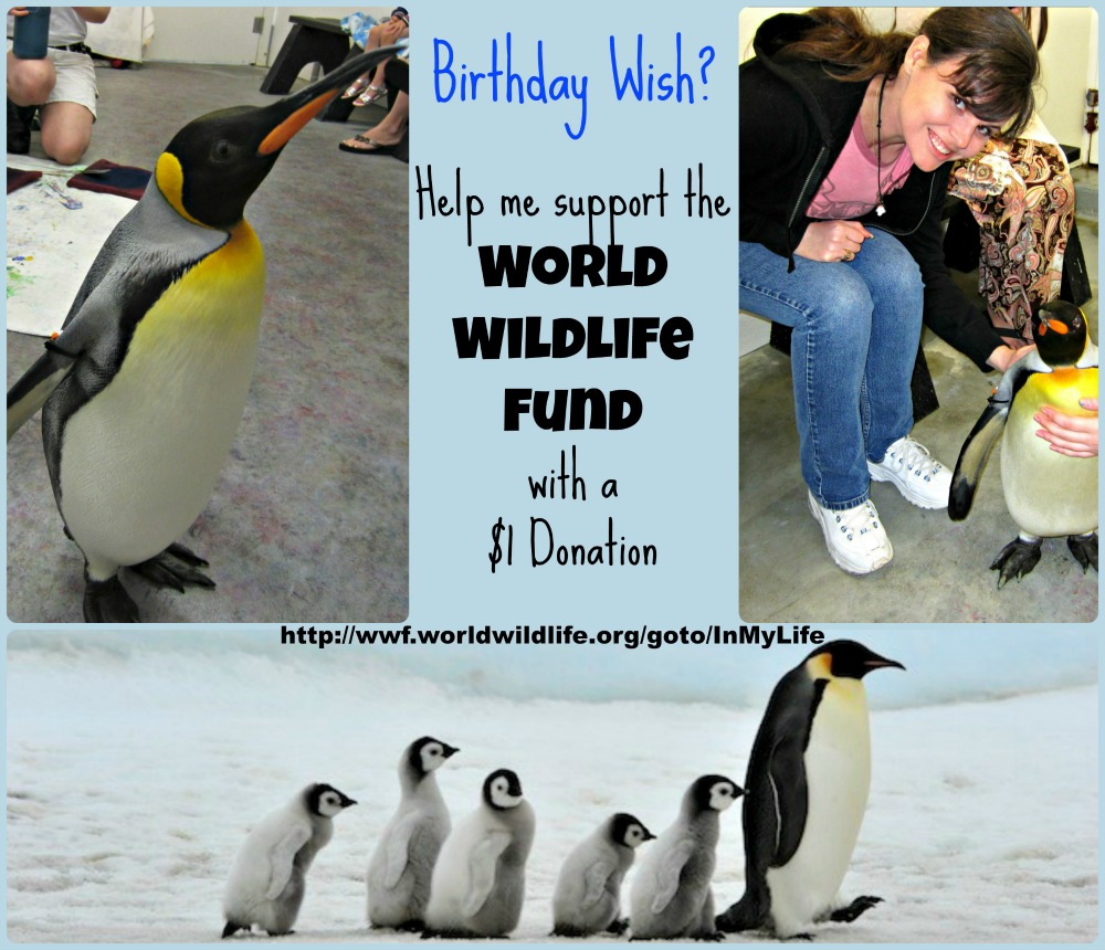 Birthday Wish Penguin Collage- small
